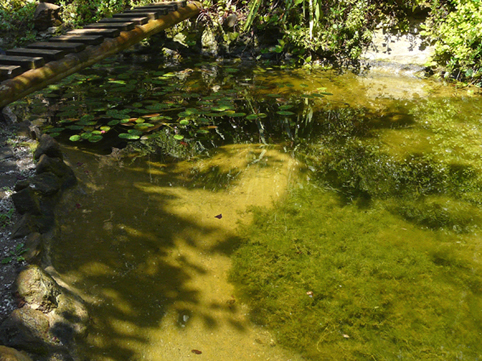 Il Laghetto del Centro di Entomologia - Piombino (LI)